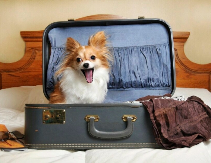 Проживание с животными - Отель «Прометей Небуг»